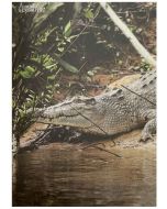 Greeting card - Saltwater Crocodile 