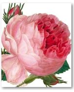Greeting Card - Rosa Centifolia by Redouté 