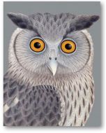 Greeting Card - Dusky Eagle Owl 
