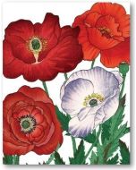 Greeting Card - Poppies 