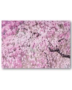 Boxed Notecards - Cherry Blossom