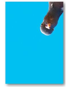 Birthday Card - Pigeon