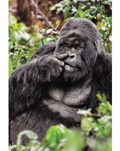 Birthday Card - Nose Picking Gorilla