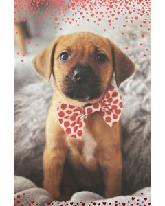 VALENTINE'S DAY card - Puppy in bow tie photo