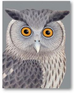 Greeting Card - Dusky Eagle Owl 