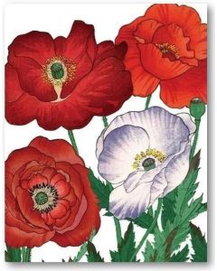 Greeting Card - Poppies 