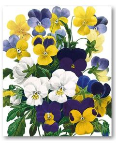 Greeting Card - Viola Tricolour by Redouté 