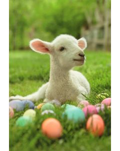 Easter Card - Little Lamb