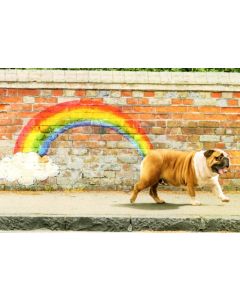 Birthday Card - Rainbow Dog 