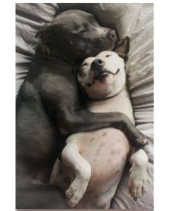 Valentine Card - Snuggling Dogs
